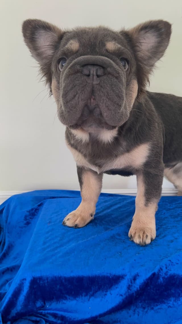 Trained French Bulldog Puppies DNA Health tested puppies media 5