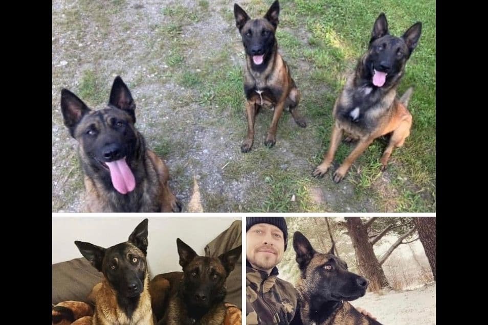 Belgian Malinois Puppies breeder image 9