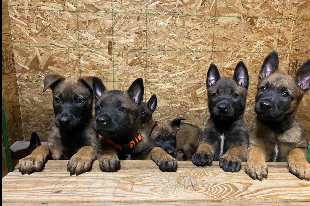 Belgian Malinois Puppies breeder image 2