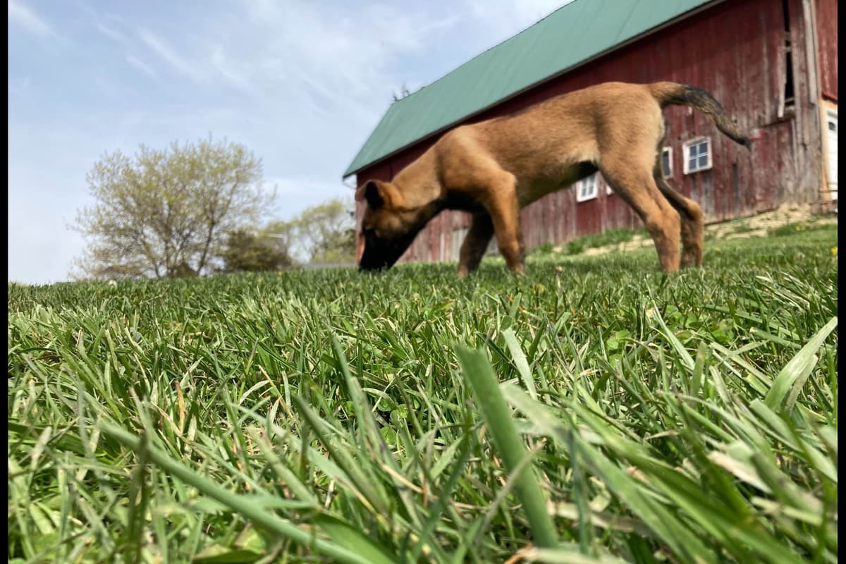 Belgian Malinois Puppies breeder image 3