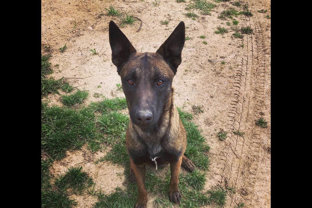 Belgian Malinois Puppies breeder image 4