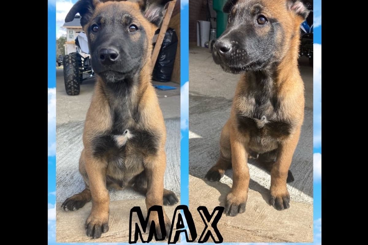 Belgian Malinois Puppies breeder image 5