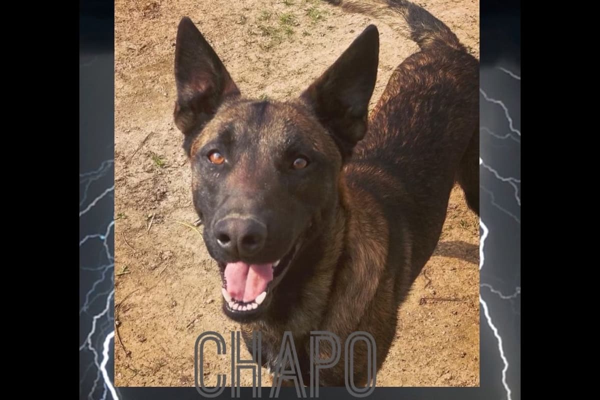 Belgian Malinois Puppies breeder image 6