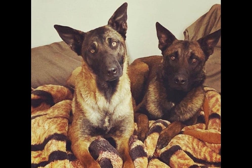 Belgian Malinois Puppies breeder image 8