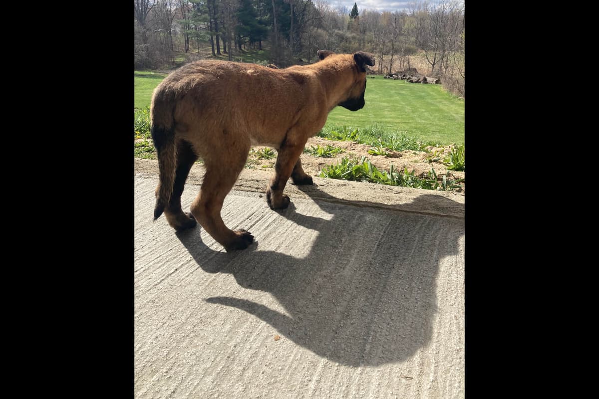 Belgian Malinois Puppies breeder image 1