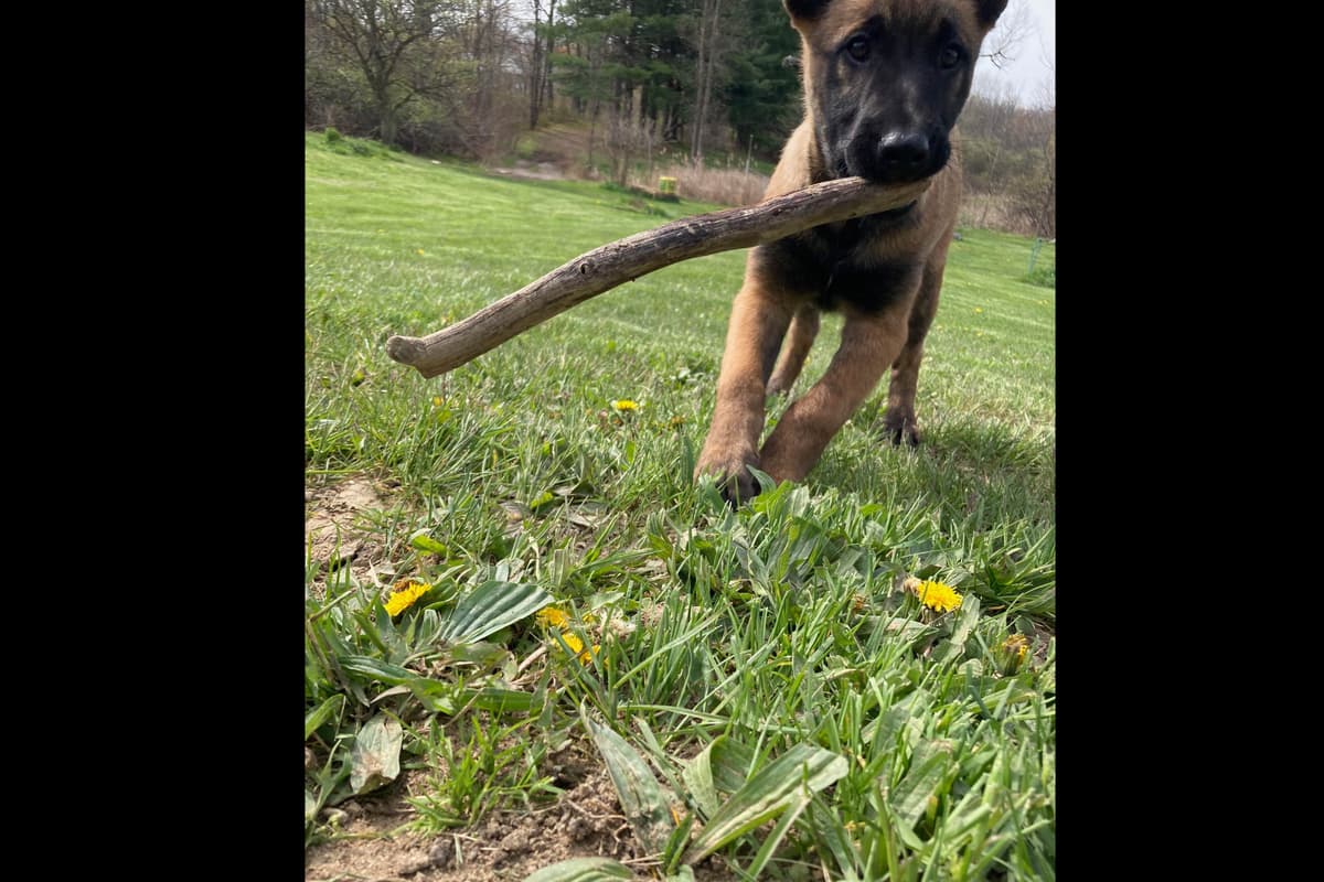 Belgian Malinois Puppies breeder image 10