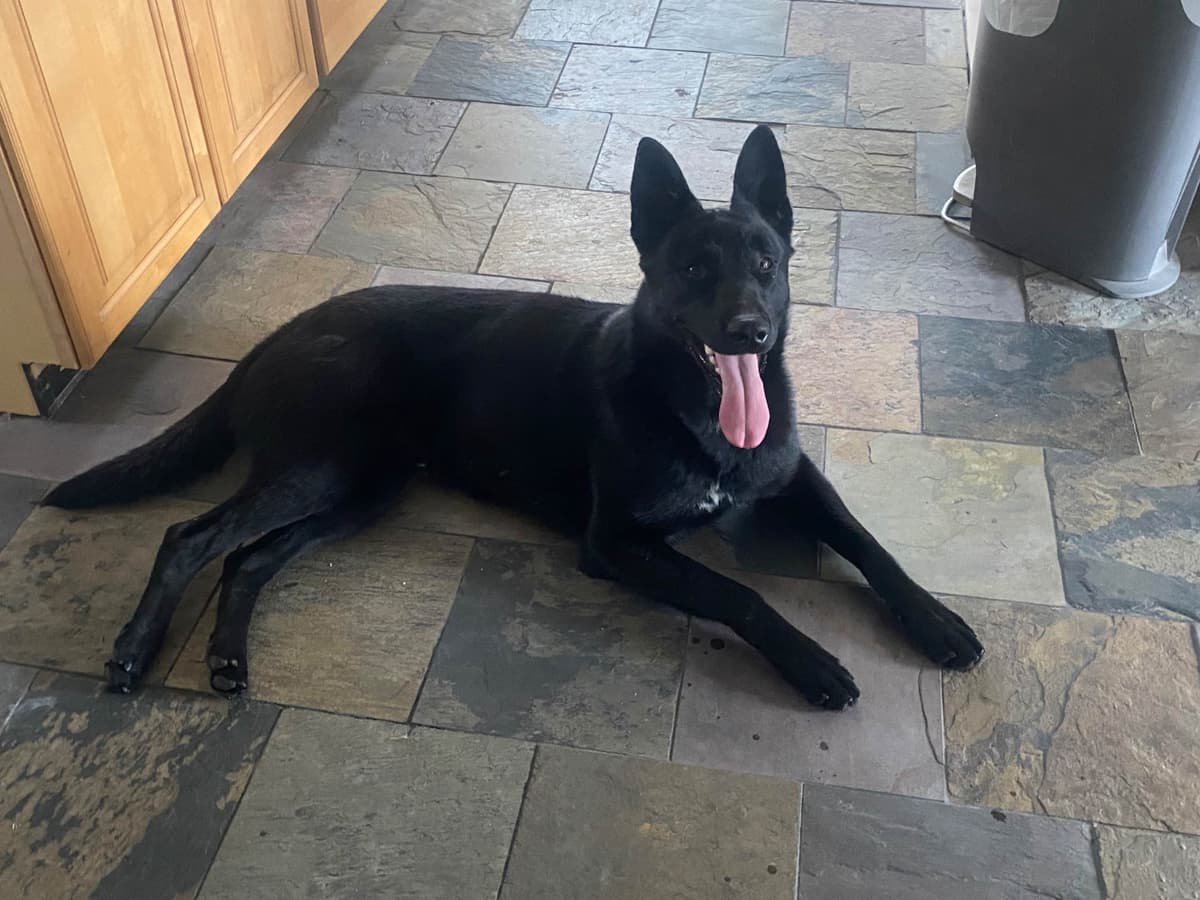 Belgian Malinois Puppies breeder image 11