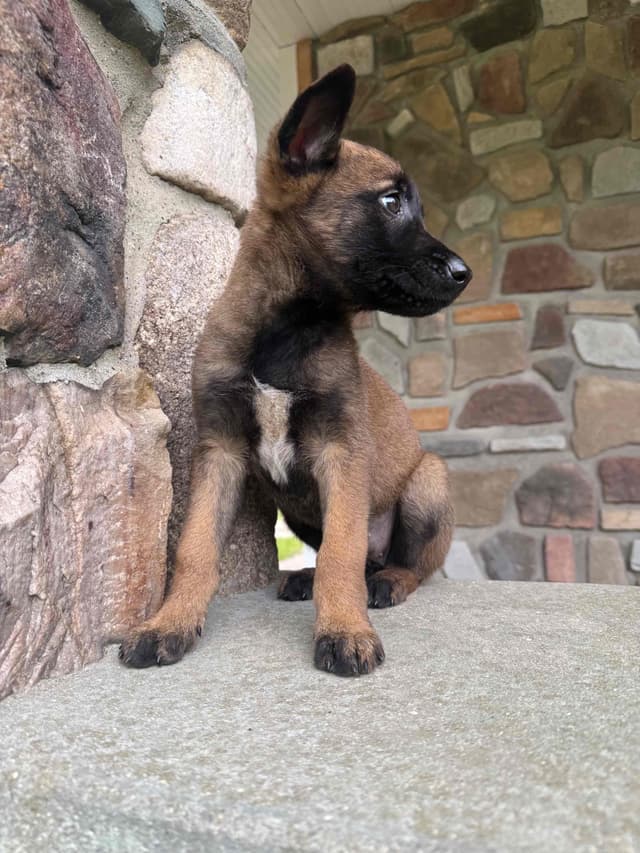 Belgian Malinois Puppies media 2
