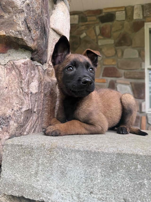 Belgian Malinois Puppies media 3