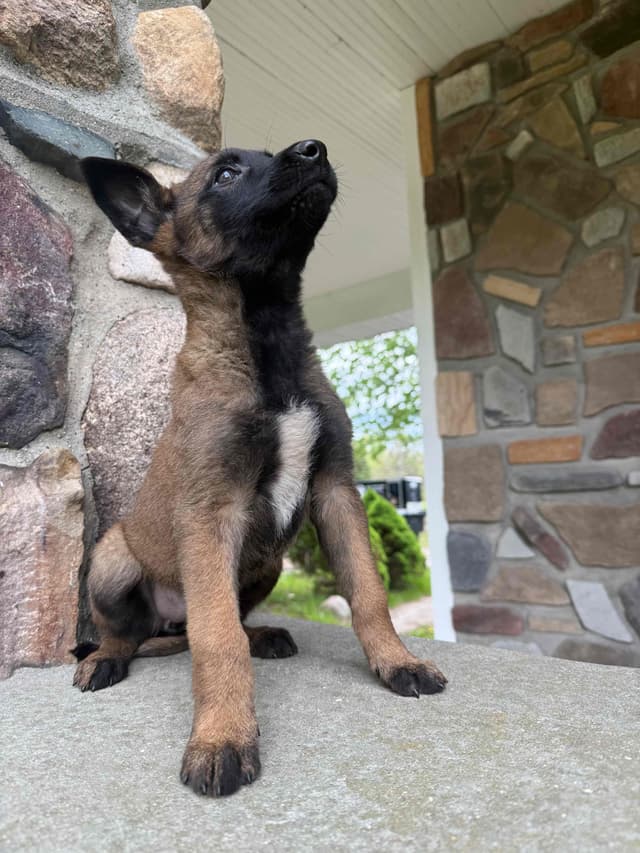Belgian Malinois Puppies media 4
