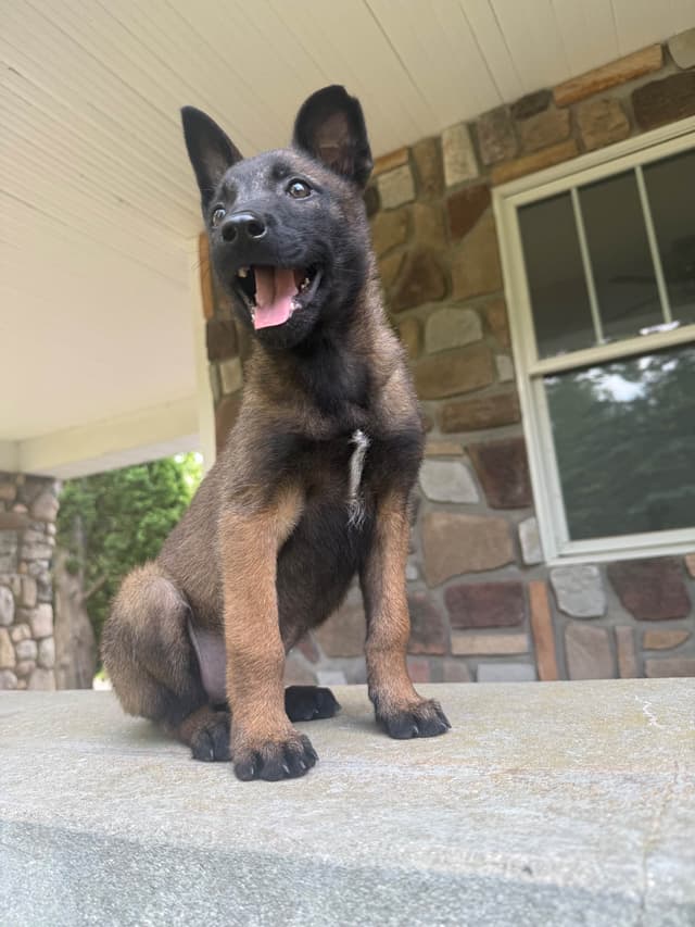 Belgian Malinois Puppies media 5