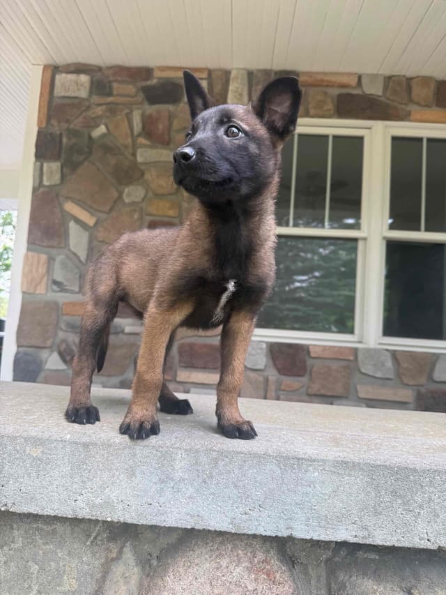 Belgian Malinois Puppies media 6