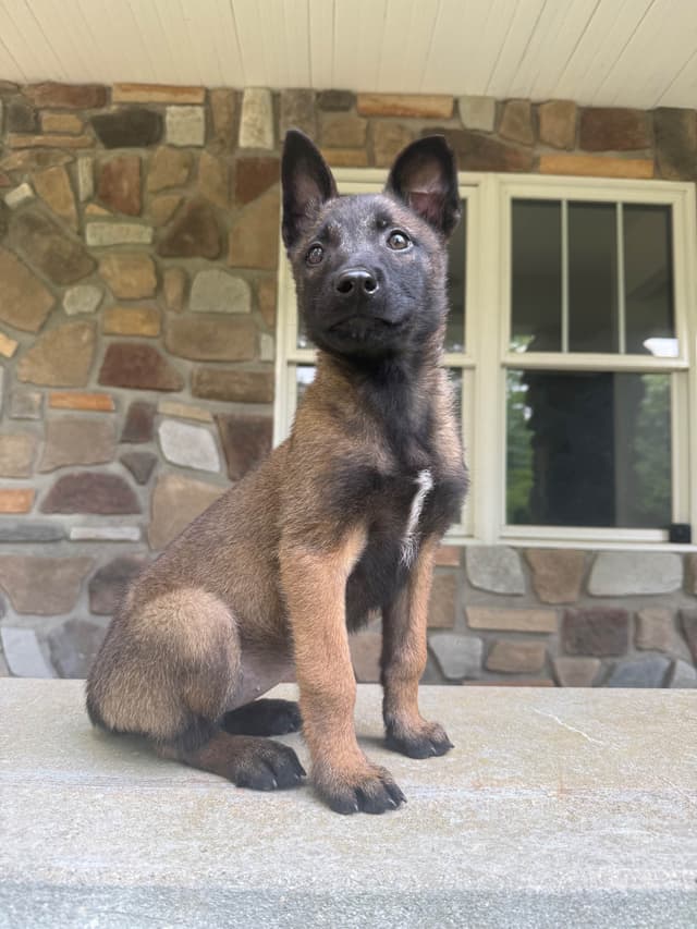 Belgian Malinois Puppies media 7