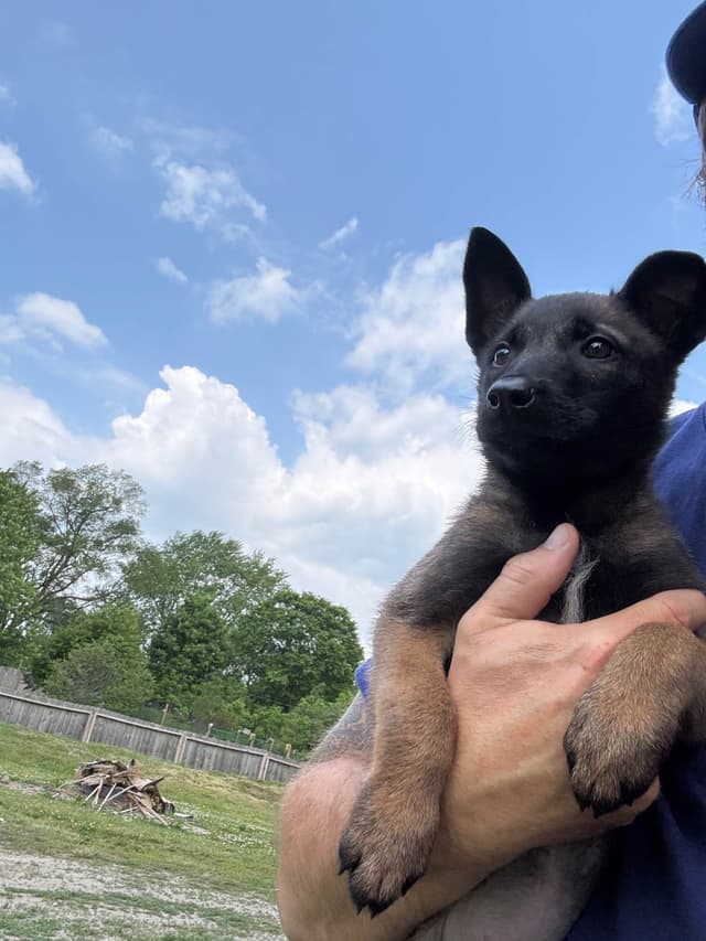 Belgian Malinois Puppies media 8