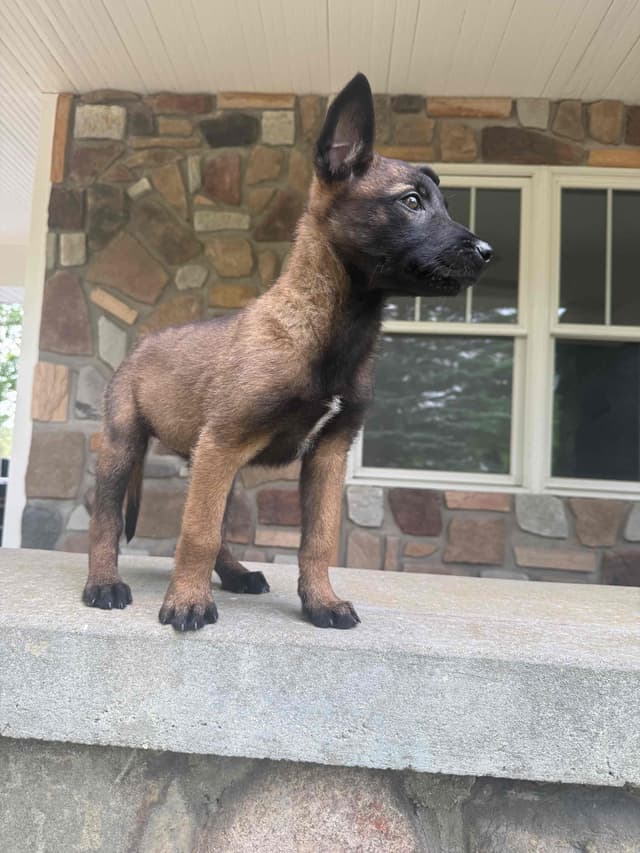 Belgian Malinois Puppies media 9