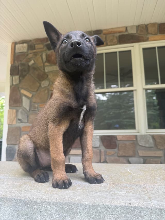 Belgian Malinois Puppies media 10