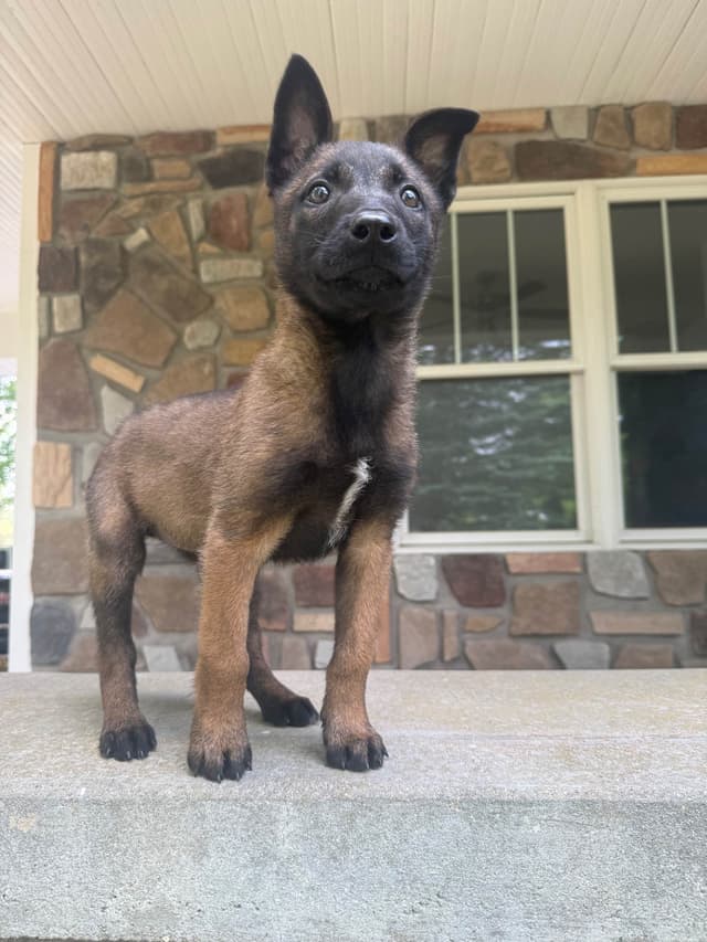 Belgian Malinois Puppies media 11