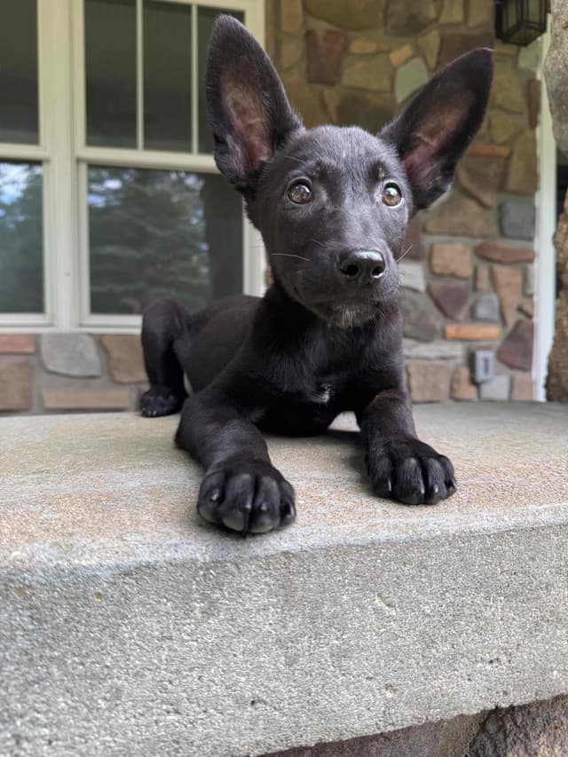 Belgian Malinois Puppies media 2