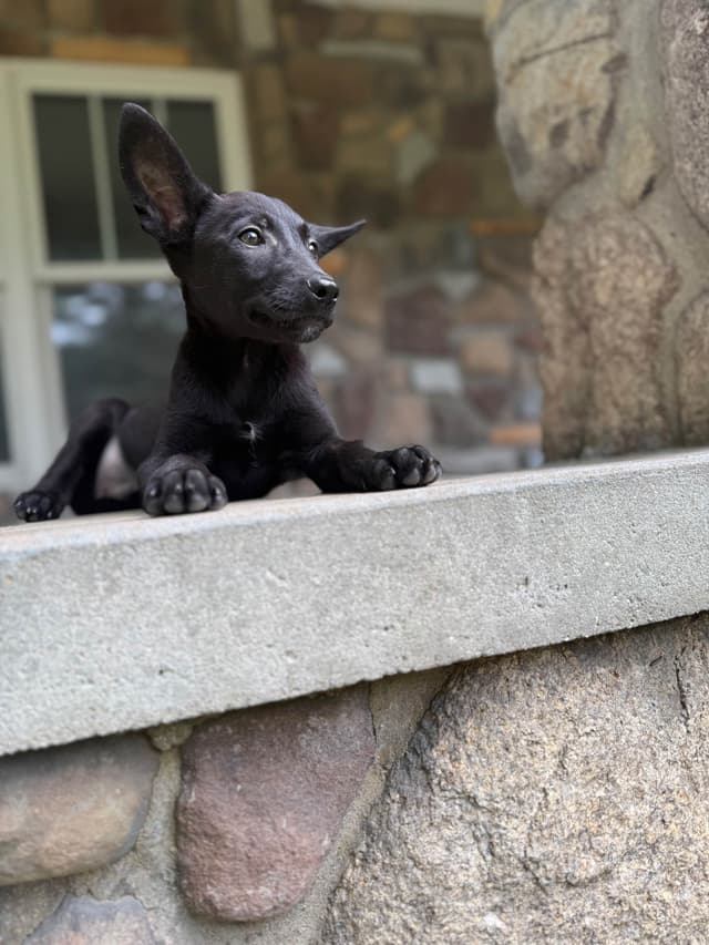Belgian Malinois Puppies media 3