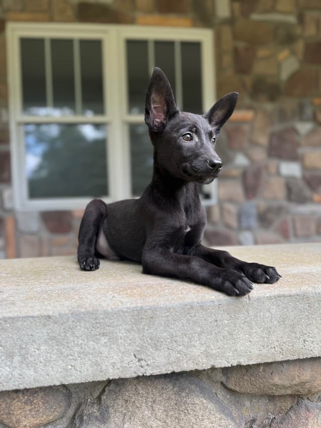 Belgian Malinois Puppies media 4