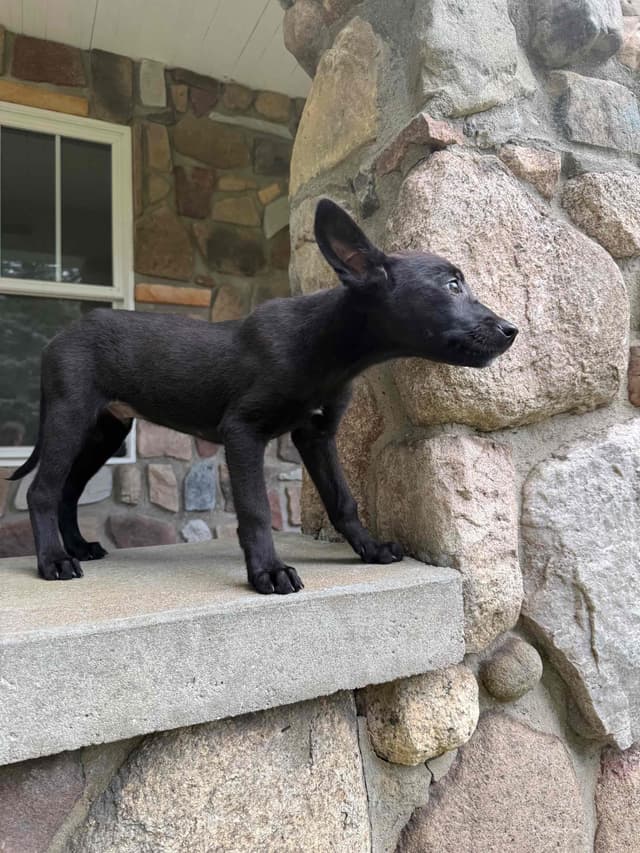 Belgian Malinois Puppies media 5