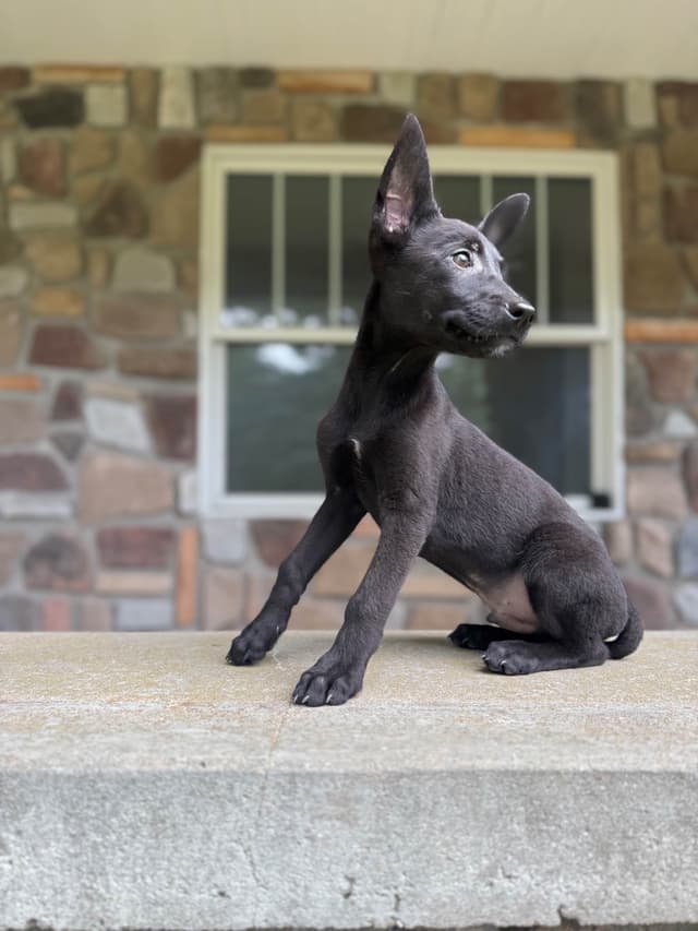 Belgian Malinois Puppies media 7