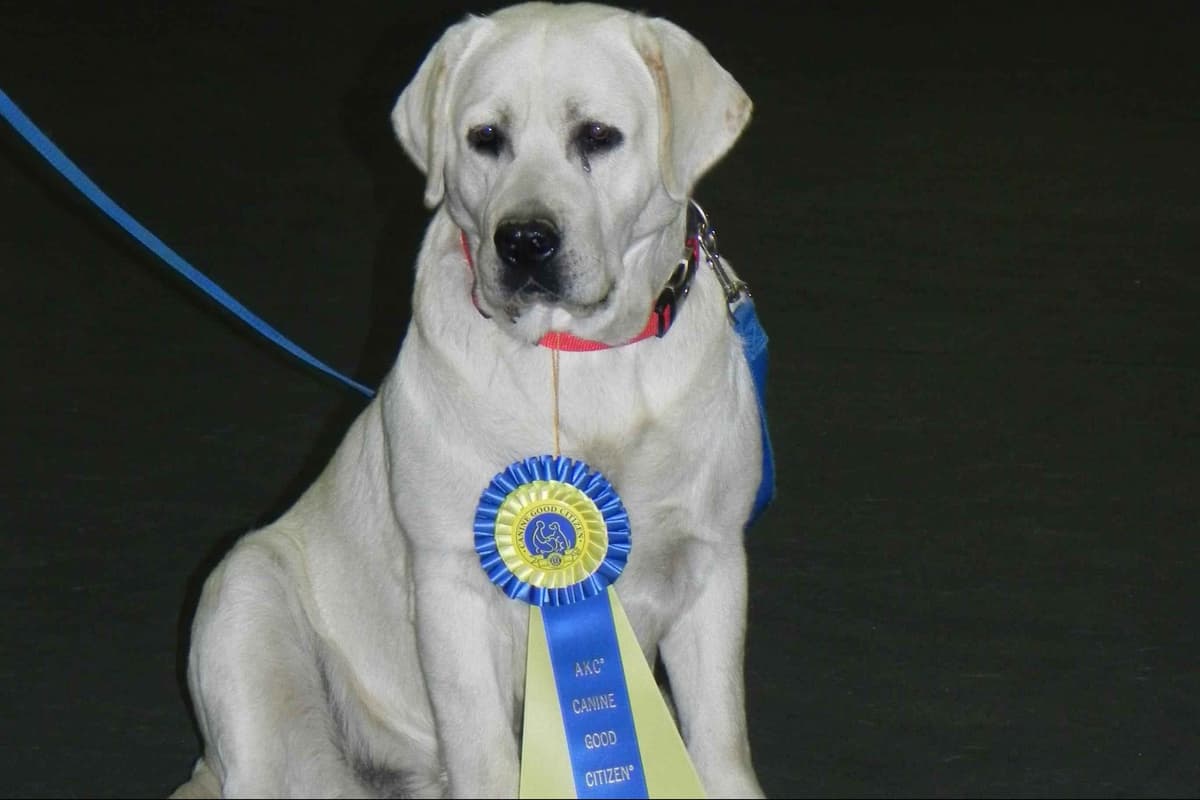 Labrador Retriever Puppies breeder image 1