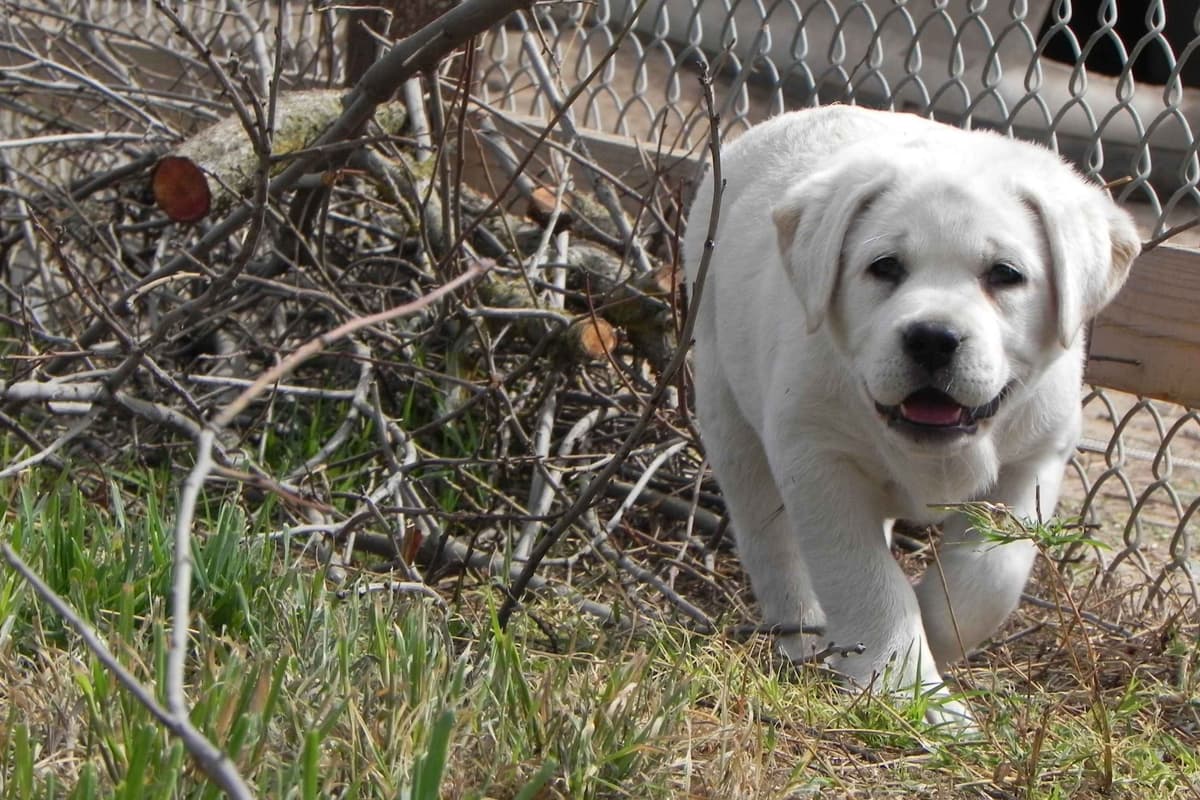 Labrador Retriever Puppies breeder image 2