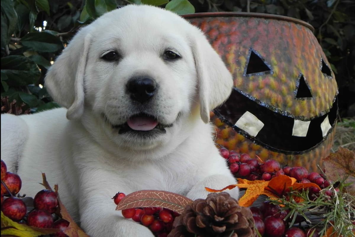 Labrador Retriever Puppies breeder image 3