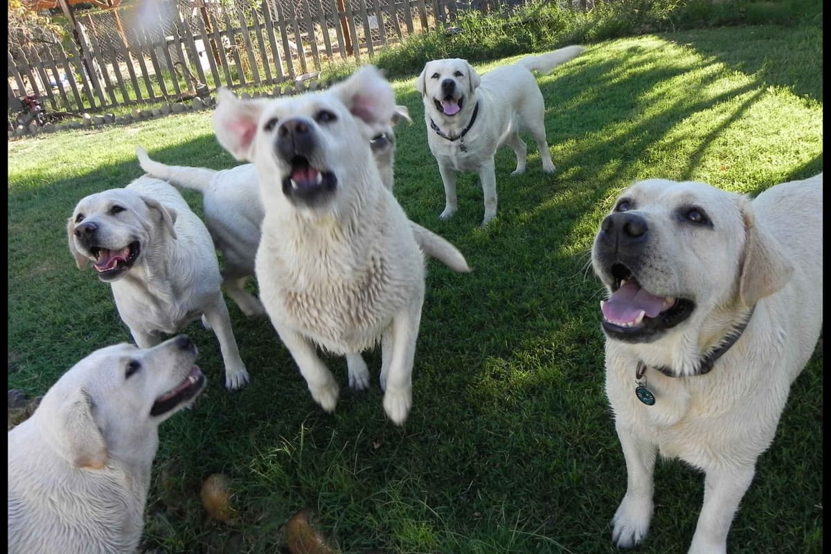 Labrador Retriever Puppies breeder image 4