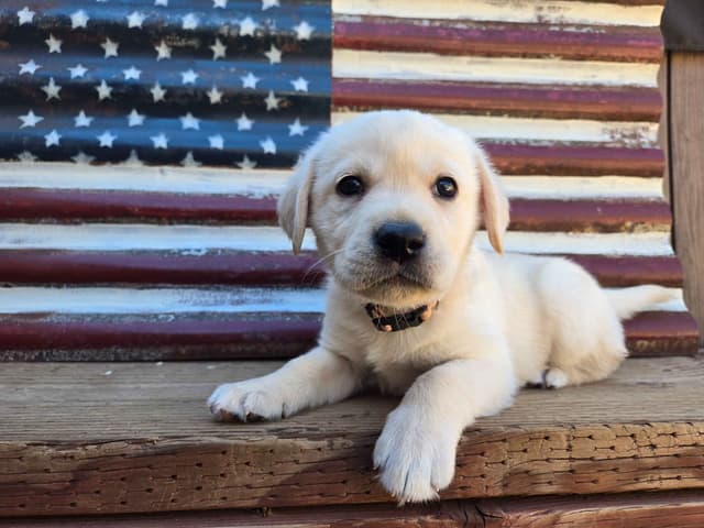 Labrador Retriever Puppies media 2