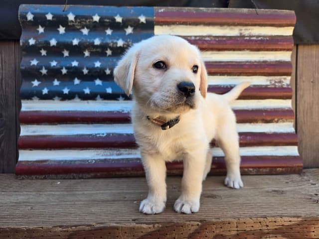 Labrador Retriever Puppies media 3