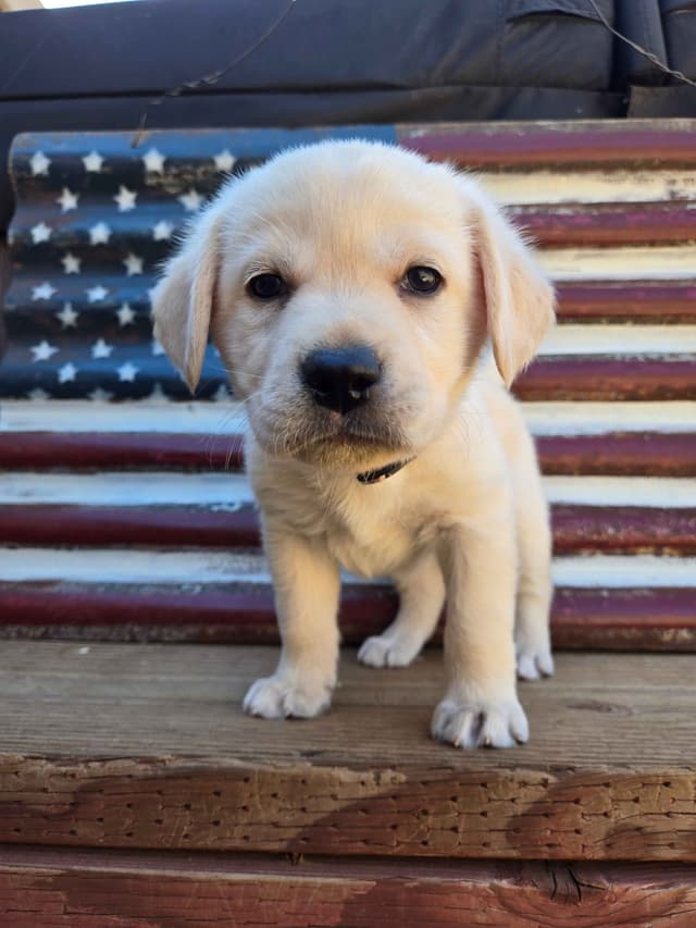 Labrador Retriever Puppies media 5