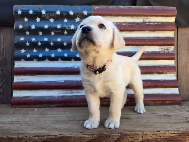 Labrador Retriever Puppies media 4