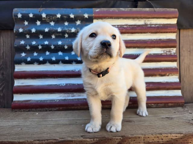 Labrador Retriever Puppies media 6