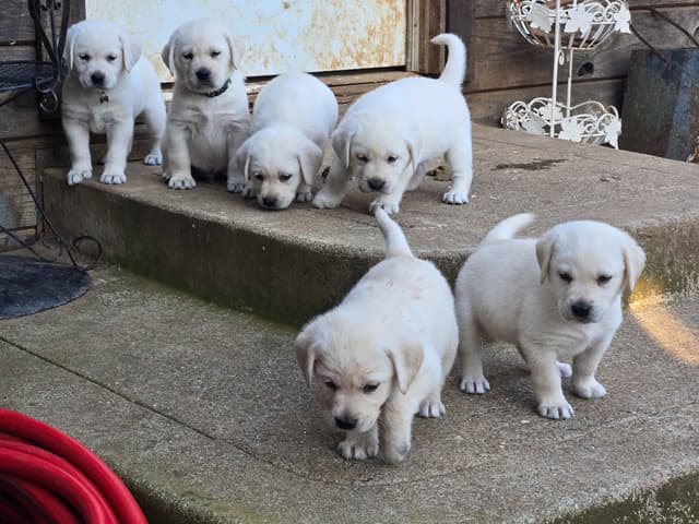 Labrador Retriever Puppies media 7