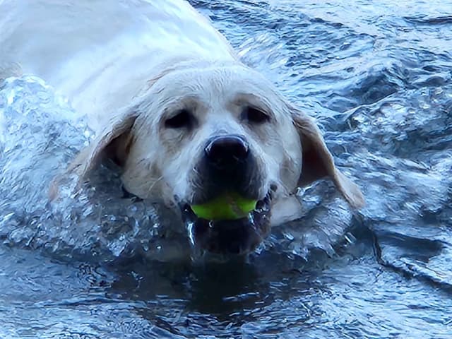 Labrador Retriever Puppies media 2