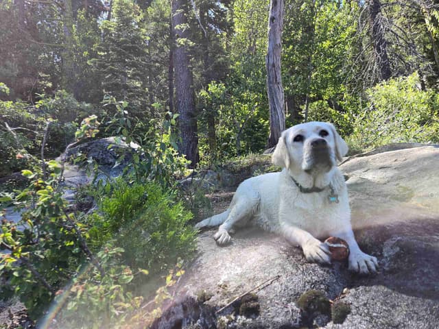 Labrador Retriever Puppies media 4