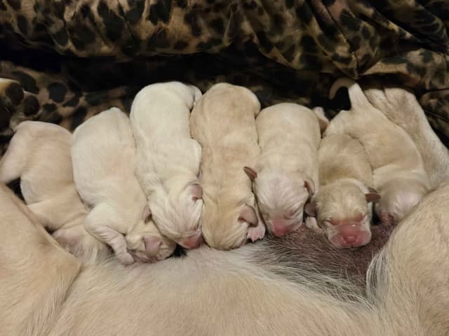 Labrador Retriever Puppies media 9