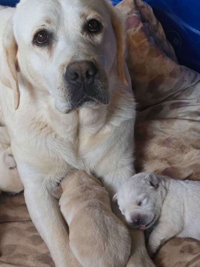 Labrador Retriever Puppies media 13