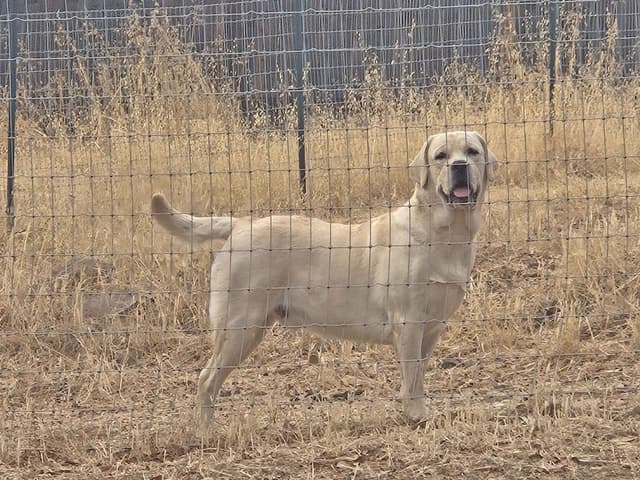 Labrador Retriever Puppies media 12