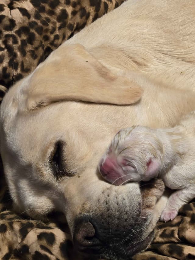 Labrador Retriever Puppies media 14