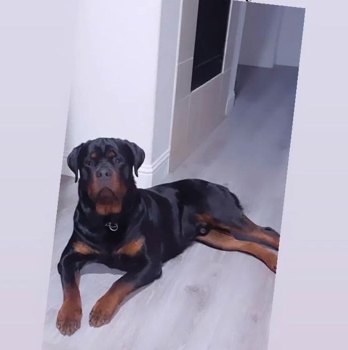 Rottweiler Puppies breeder image 1