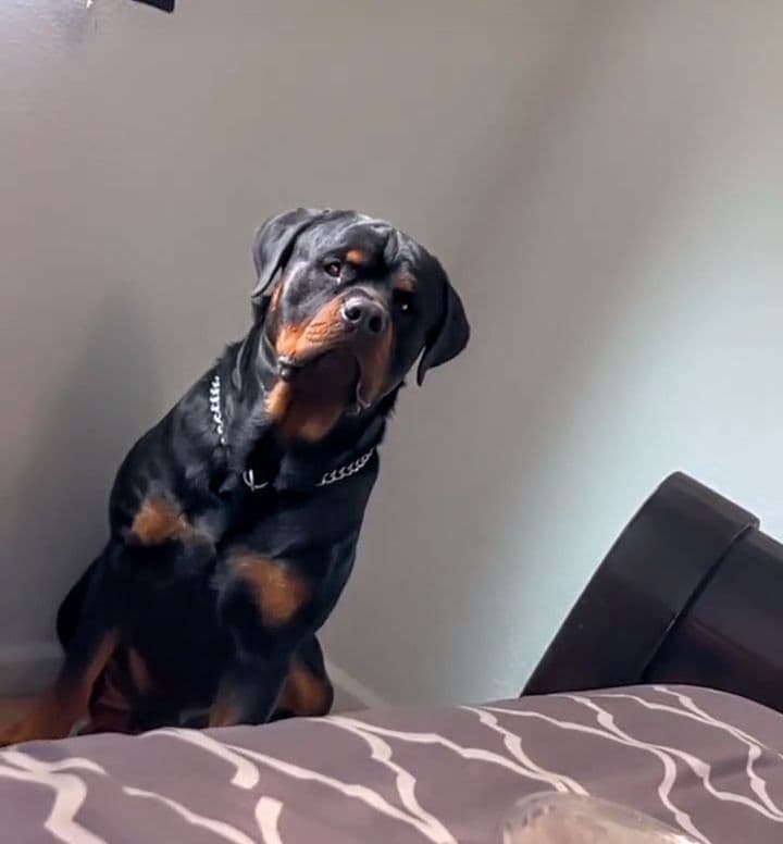 Rottweiler Puppies breeder image 2