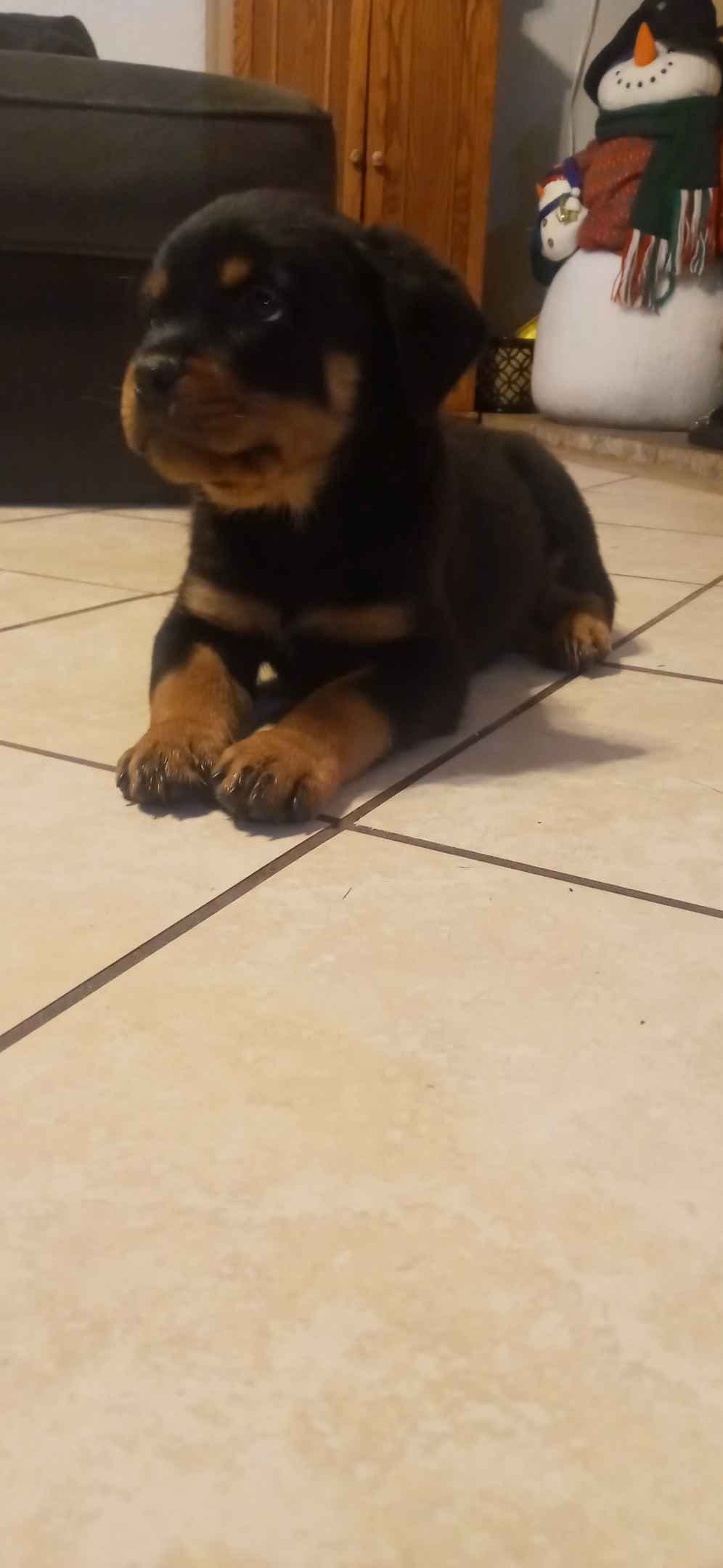 Rottweiler Puppies breeder image 3