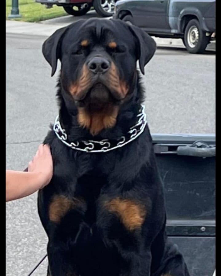 Rottweiler Puppies breeder image 4