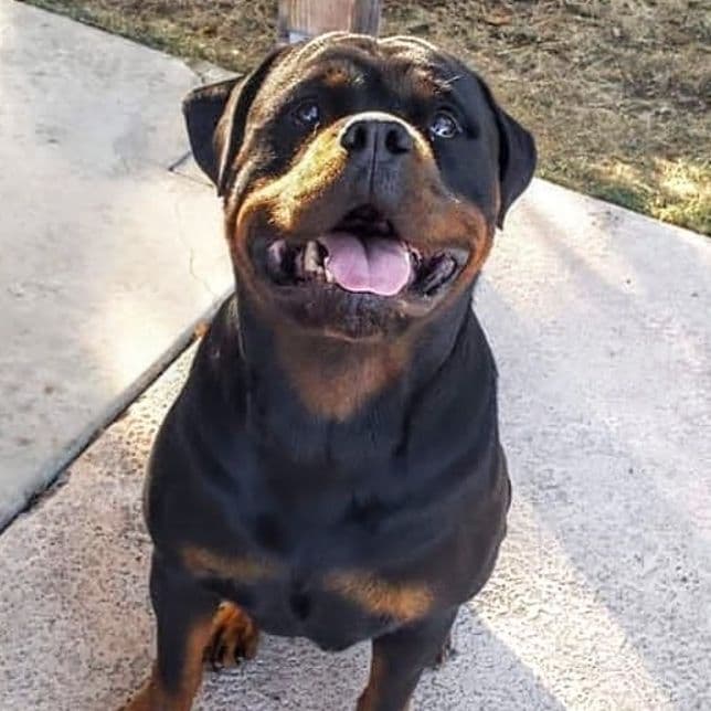 Rottweiler Puppies breeder image 5