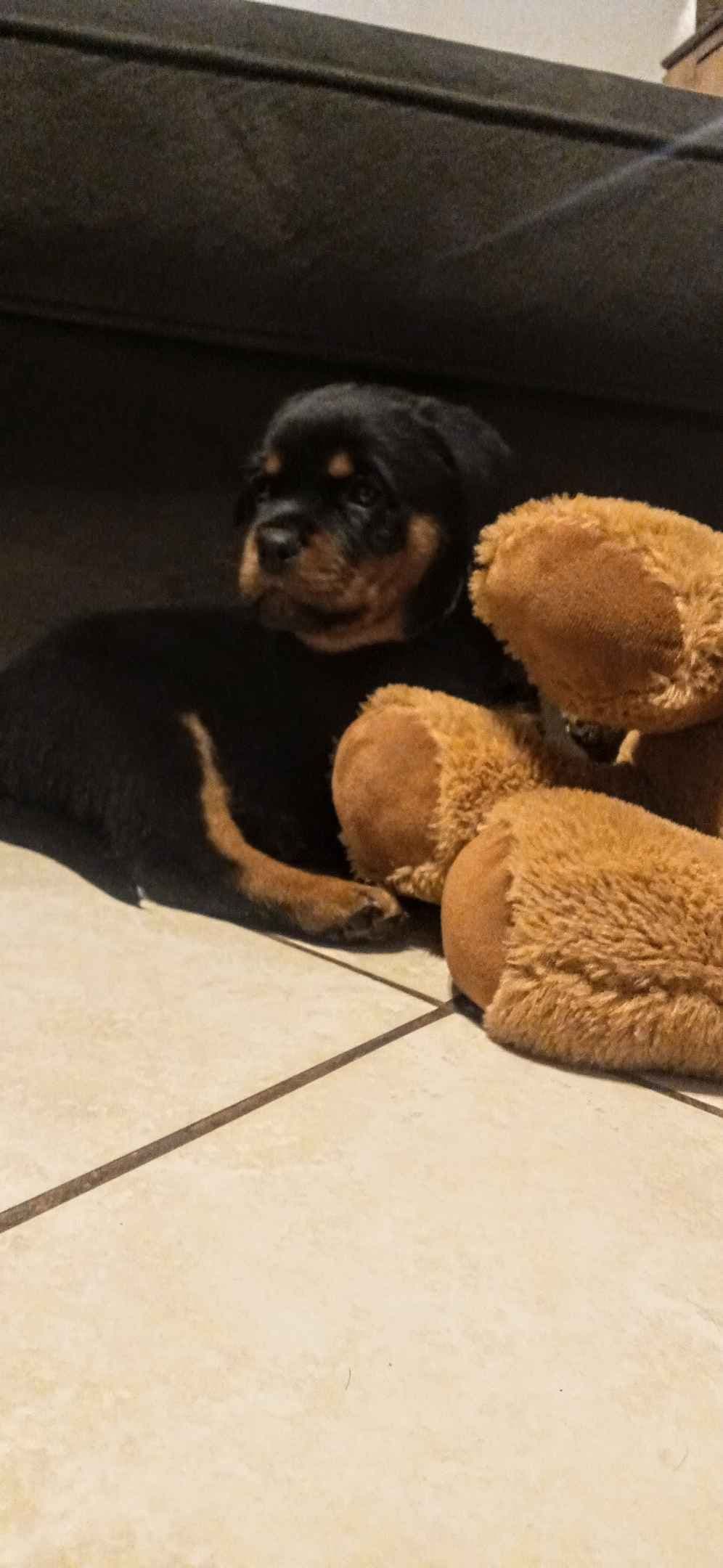 Rottweiler Puppies breeder image 10
