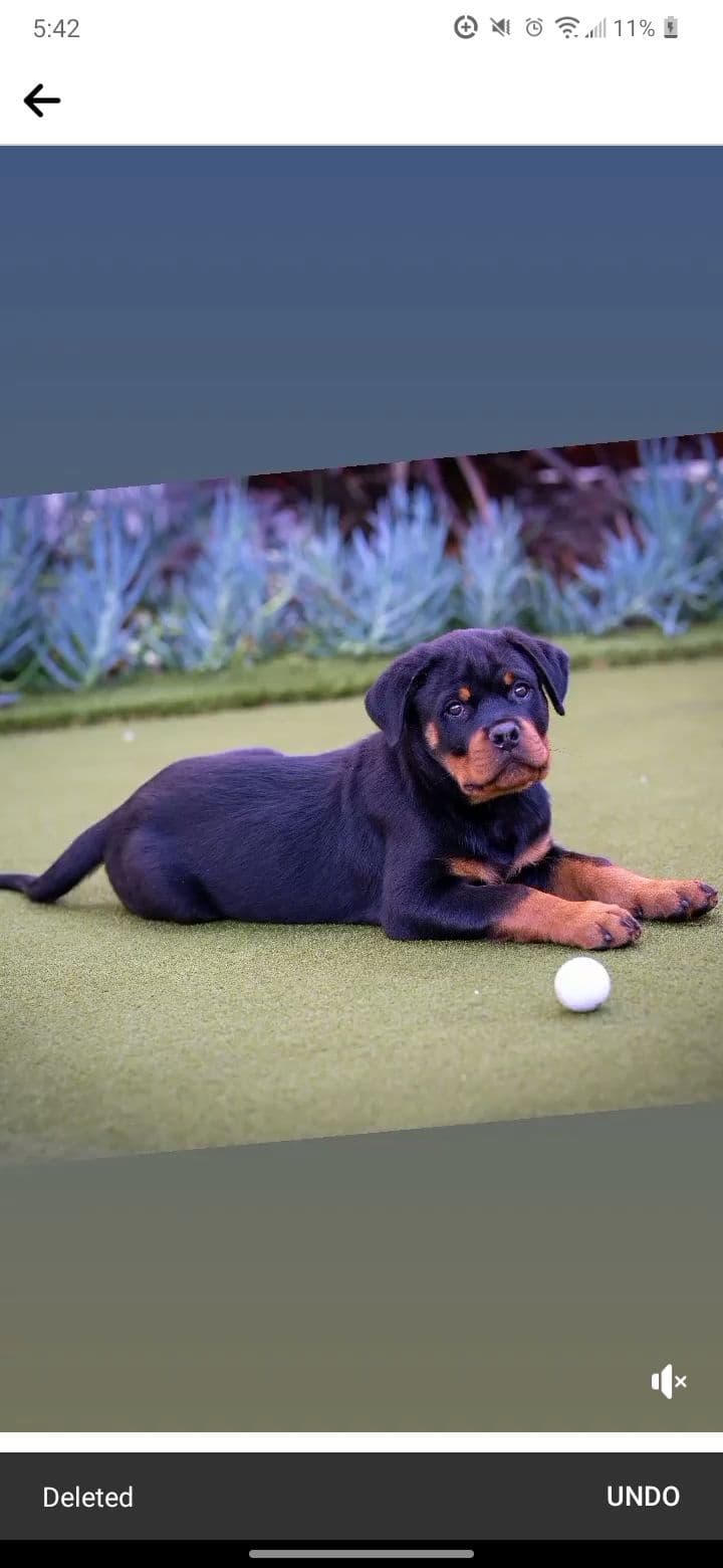 Rottweiler Puppies breeder image 6