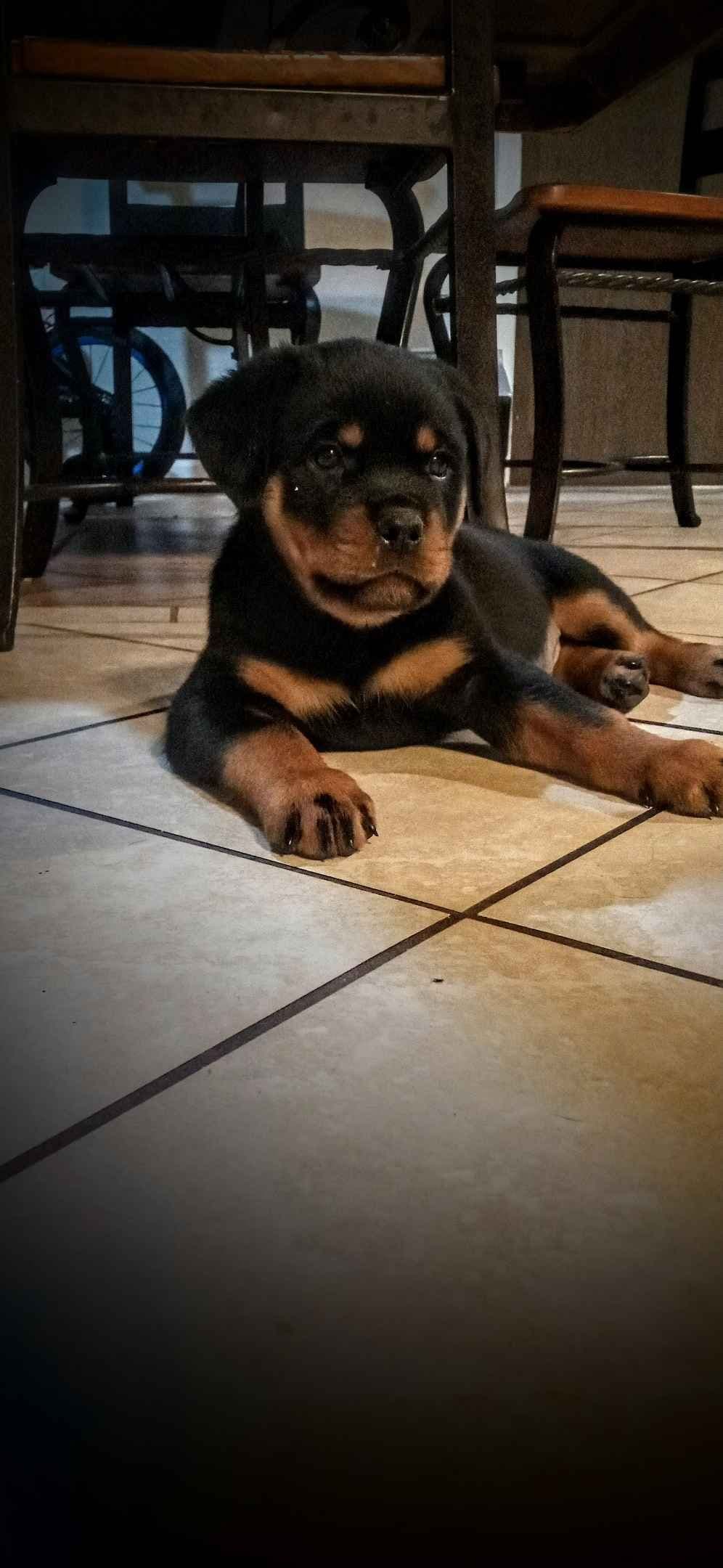 Rottweiler Puppies breeder image 8